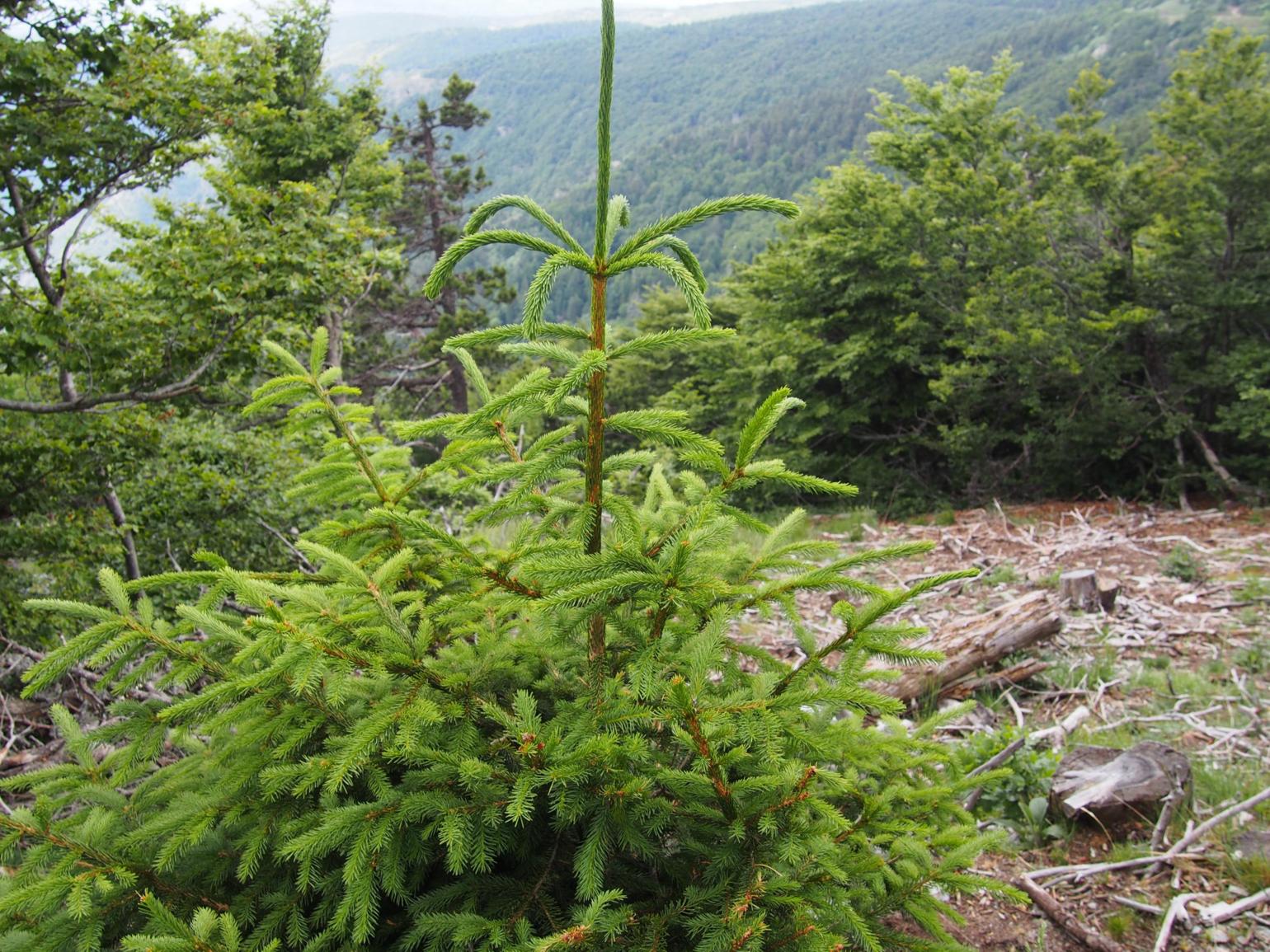 Spruce, Norway (Xmas tree)